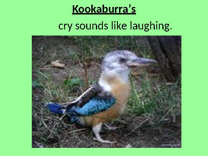 Kookaburra’s cry sounds like laughing.