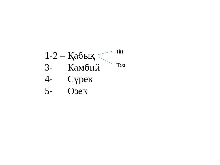 1-2 – Қабық 3- Камбий 4- Сүрек 5- Өзек Тін Тоз
