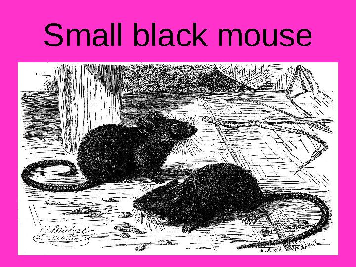 Small black mouse