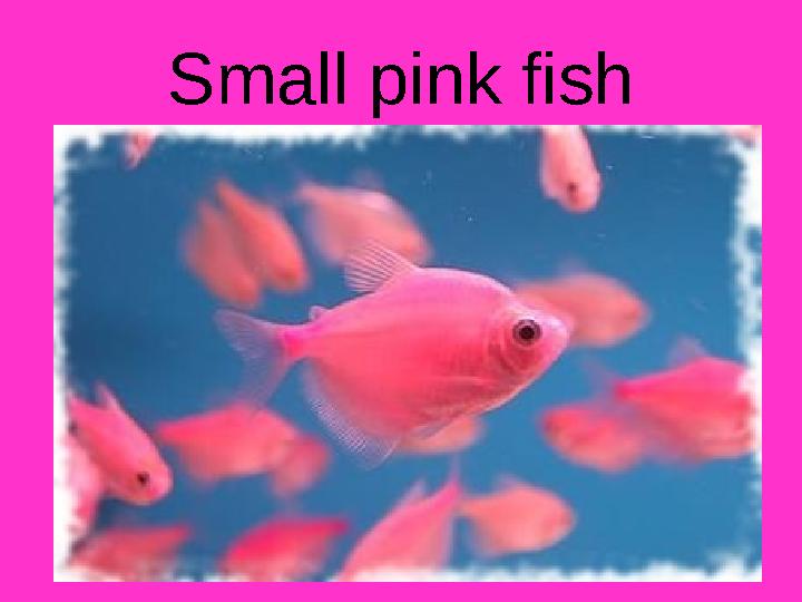 Small pink fish