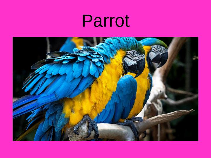 Parrot