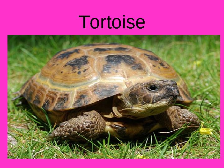 Tortoise