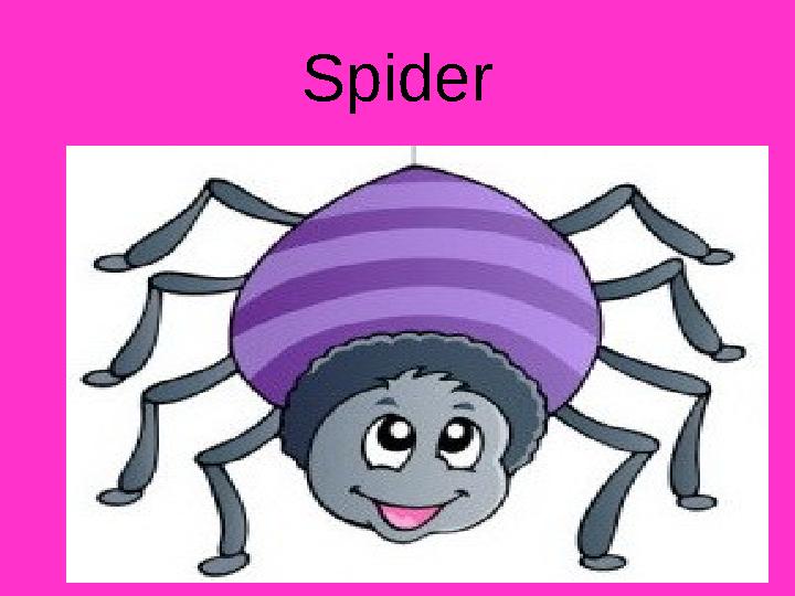 Spider