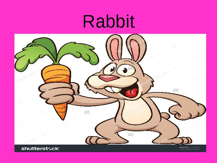 Rabbit