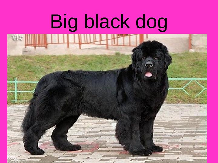 Big black dog