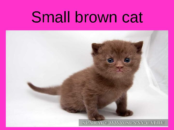 Small brown cat