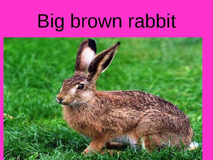 Big brown rabbit