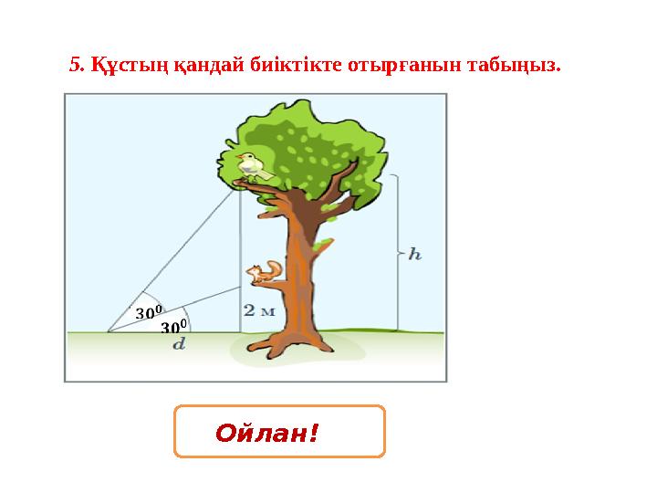 5. Құстың қандай биіктікте отырғанын табыңыз. Ойлан!