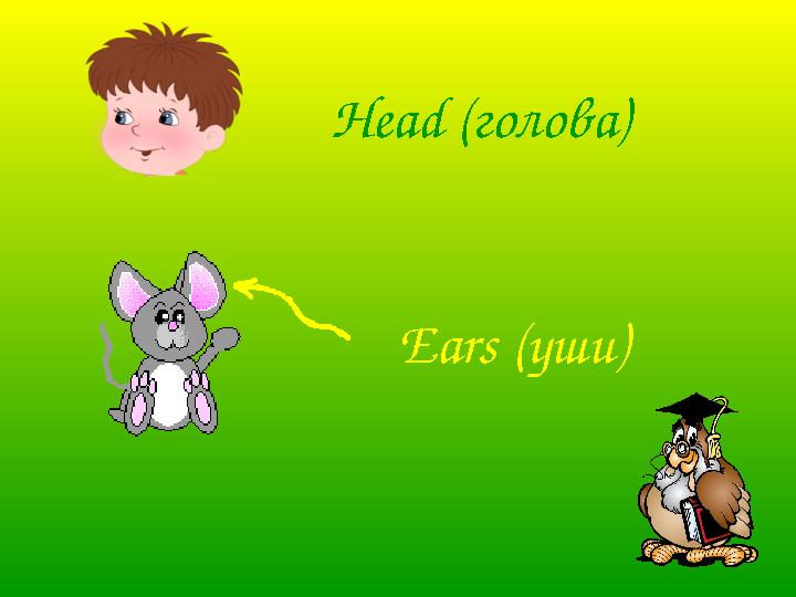 Head (голова) Ears (уши)