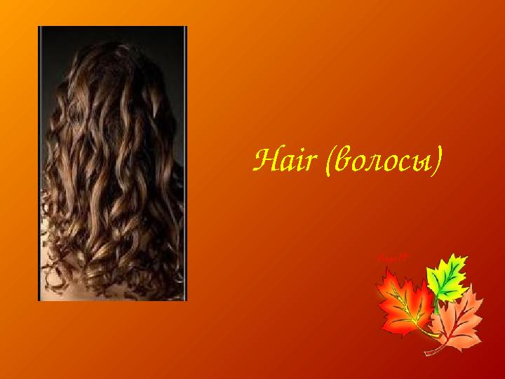 Hair (волосы)