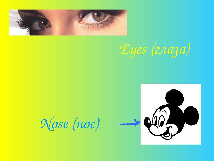 Eyes (глаза) Nose (нос)