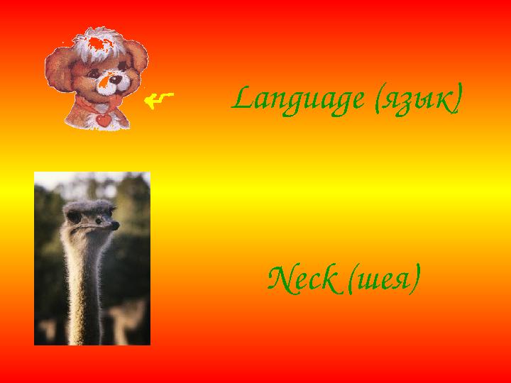Language (язык) Neсk (шея)