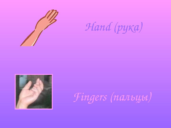 Hand (рука) Fingers (пальцы)