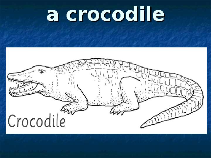 a crocodilea crocodile