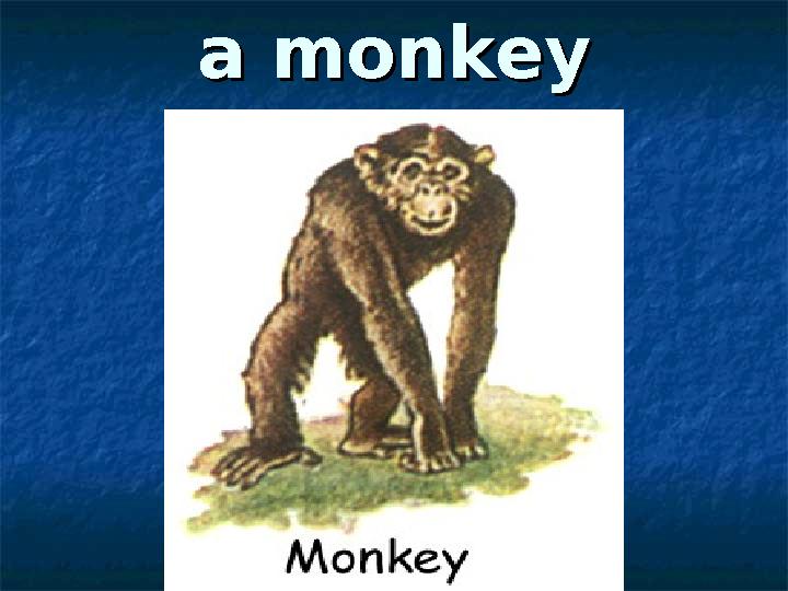 a monkeya monkey