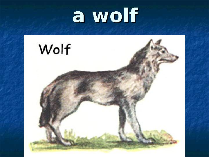 a wolfa wolf