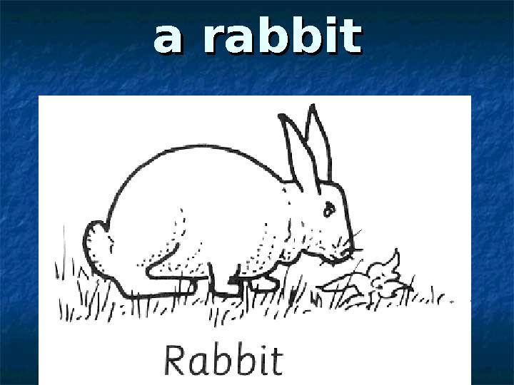 a rabbita rabbit