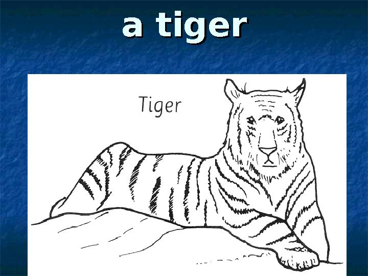 a tigera tiger