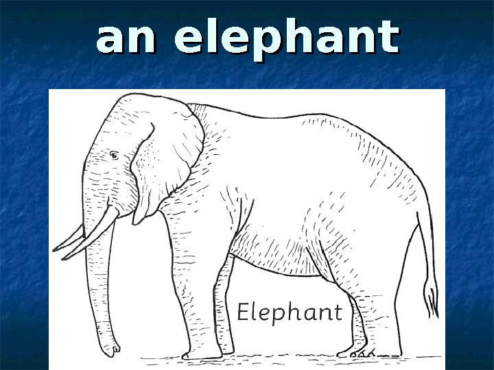 an elephantan elephant