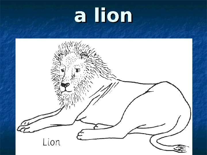 a liona lion
