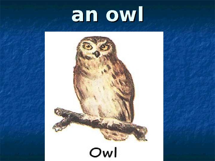 an owlan owl