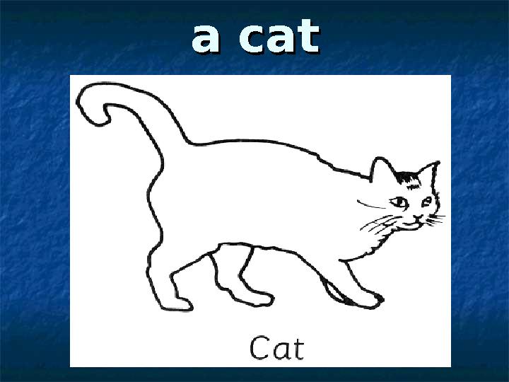 a cata cat