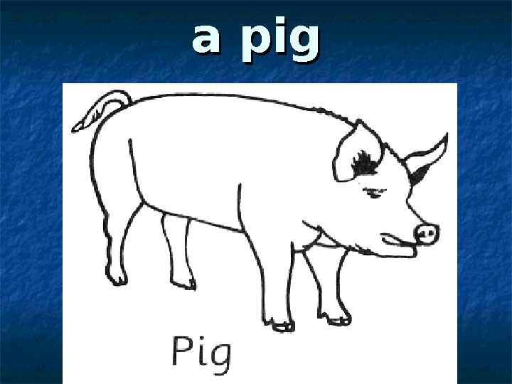 a piga pig