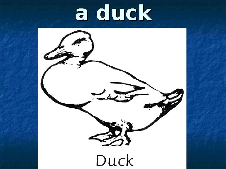 a ducka duck