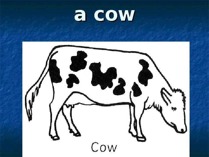 a cowa cow