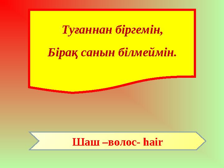 Туғаннан біргемін, Бірақ санын білмеймін. Шаш – волос- hair