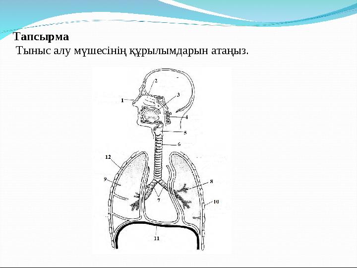 Тапсырма Тыныс алу мүшесінің құрылымдарын атаңыз.