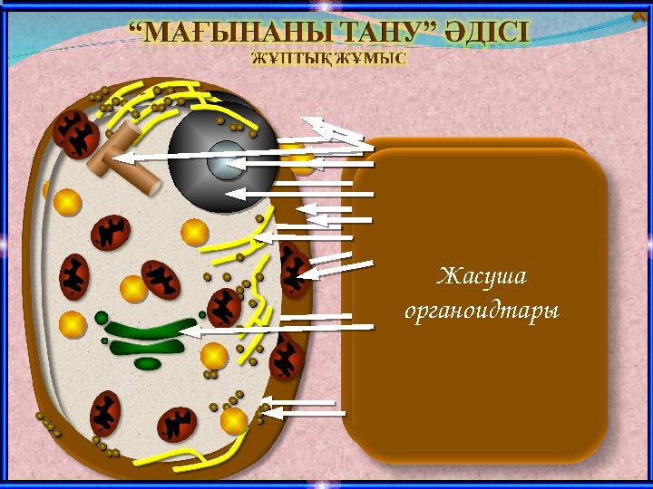 Жасуша органоидтары Жасуша органоидтары