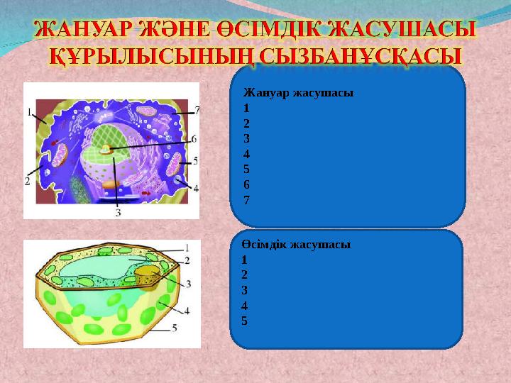 Жануар жасушасы 1 2 3 4 5 6 7 Өсімдік жасушасы 1 2 3 4 5