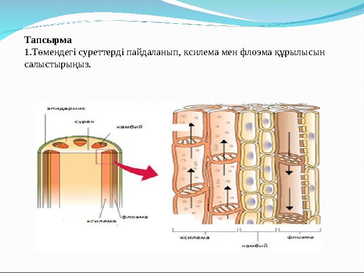 Тапсырма 1. Төмендегі суреттерді пайдаланып, ксилема мен флоэма құрылысын салыстырыңыз.