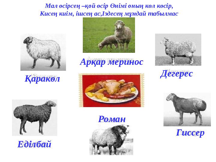 Мал өсірсең –қой өсір Өнімі оның көл көсір, Кисең киім, ішсең ас,Іздесең мұндай табылмас Қаракөл Арқар меринос Дегерес Гиссер Р