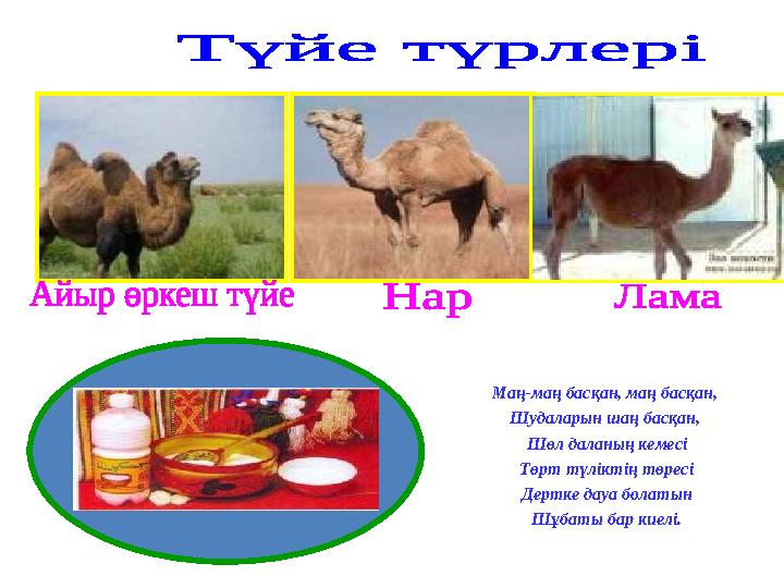 Маң-маң басқан, маң басқан, Шудаларын шаң басқан, Шөл даланың кемесі Төрт түліктің төресі Дертке дауа болатын Шұбаты бар киелі