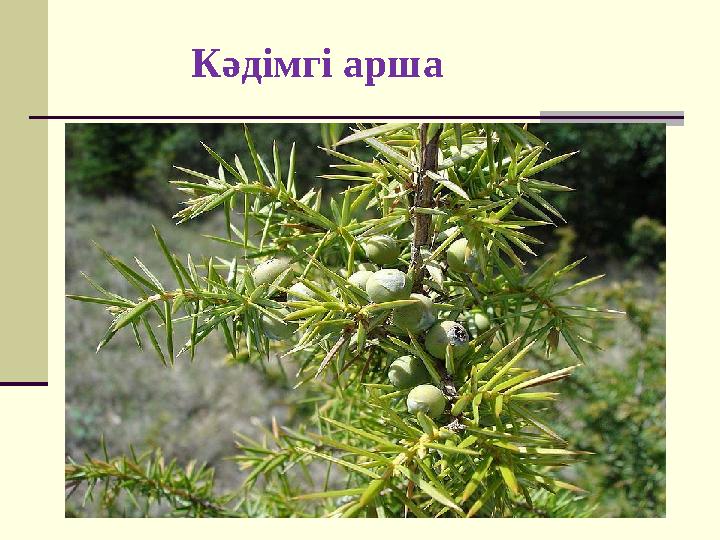 Кәдімгі арша