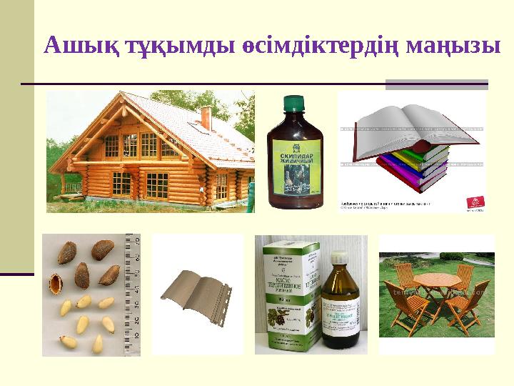 Ашық тұқымды өсімдіктердің маңызы