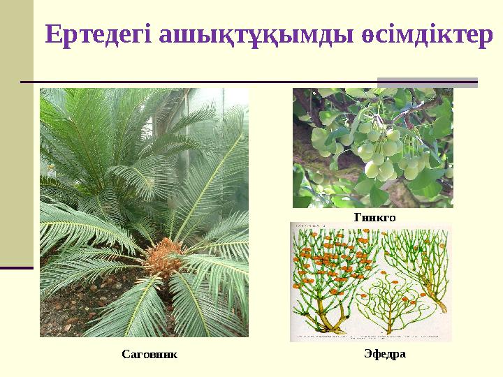 Ертедегі ашықтұқымды өсімдіктер Саговник Гинкго Эфедра