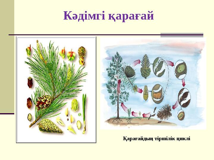 Кәдімгі қарағай Қарағайдың тіршілік циклі