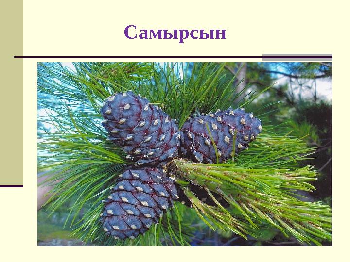 Самырсын
