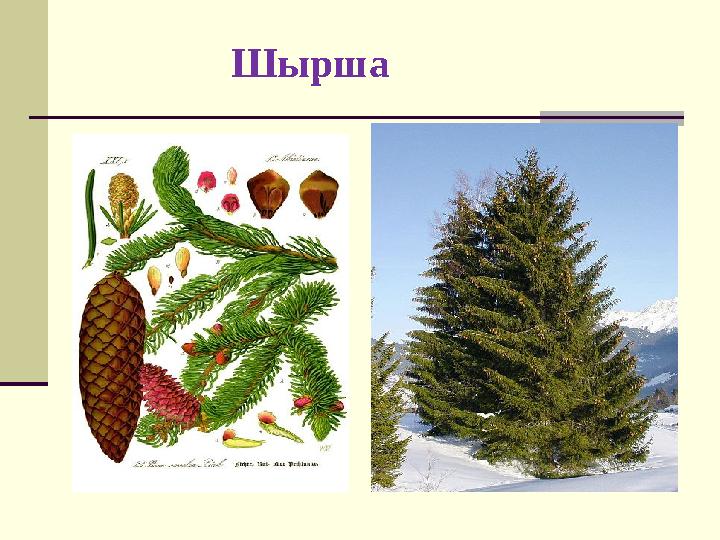 Шырша