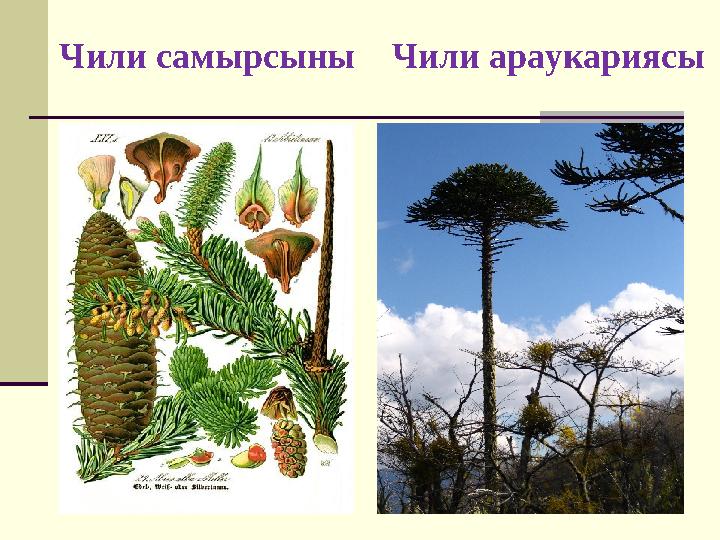 Чили самырсыны Чили араукариясы
