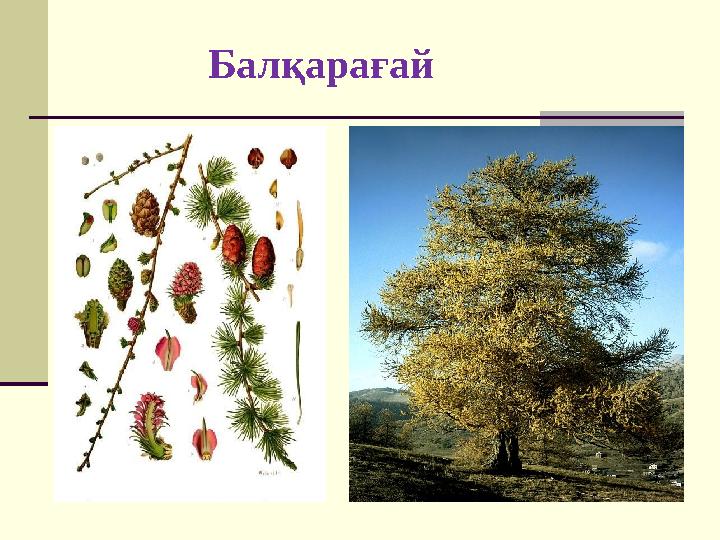 Балқарағай