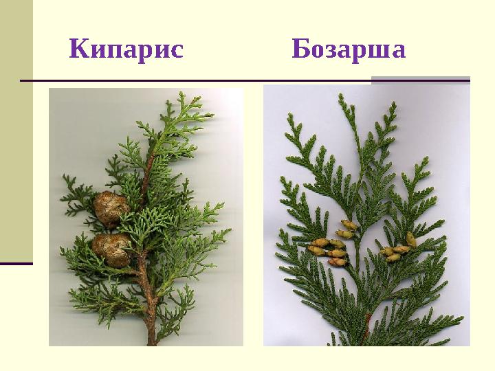 Кипарис Бозарша
