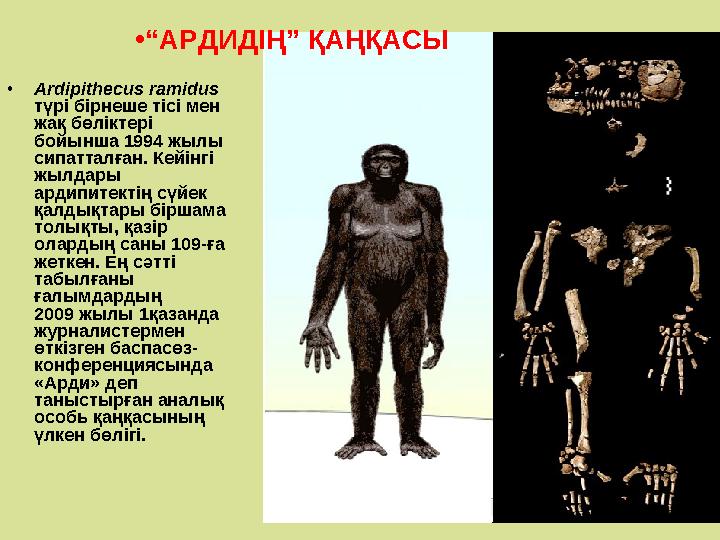 •Ardipithecus ramidus түрі бірнеше тісі мен жақ бөліктері бойынша 1994 жылы сипатталған. Кейінгі жылдары ардипитектің сүйе
