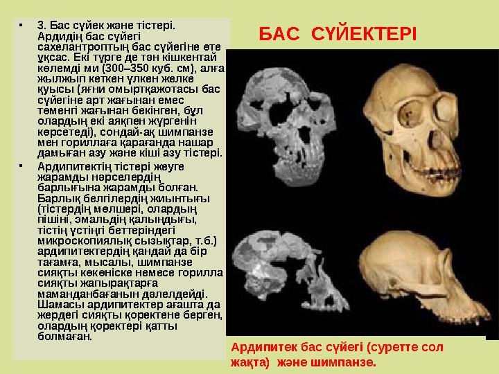 •3. Бас сүйек және тістері. Ардидің бас сүйегі сахелантроптың бас сүйегіне өте ұқсас. Екі түрге де тән кішкентай көлемді ми