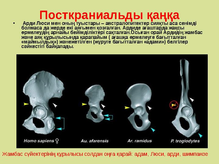 Посткраниальды қаңқа • Арди Люси мен оның туыстары – австралопитектер сияқты аса сенімді болмаса да жерде екі аяғымен қозғалған