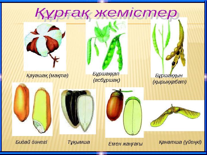 Қауашақ (мақта) Бұршаққап (асбұршақ) Бұршаққын (қырыққабат) Бидай дәнегі Тұқымша Емен жаңғағы Қанатша (үйеңкі)