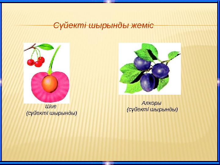 Сүйекті шырынды жеміс Шие (сүйекті шырынды) Алхоры (сүйекті шырынды)